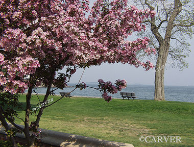 Simple Pleasures
Cherry blossoms color a spring day at Lynch Park in Beverly, MA.
Keywords: Beverly; art; cherry blossom; lynch park; beach; ocean; photograph; picture; print; sea;