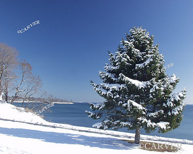 Lightly Dusted
From Independence Park in Beverly. An evergreen tree after a snowfall.
Keywords: Beverly; coast; evergreen; winter; snow; ice; beach; ocean; photograph; picture; print