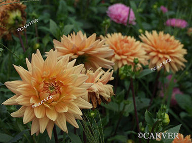 Just Orange
A row of orange flowers from the Garden at the Ropes Mansion in Salem, MA.
Keywords: garden; salem; orange; ropes; mansion; photograph; picture; print