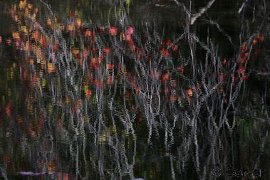 Water Flowers II
Fall colors reflected in Marblehead, MA at the Audubon Sanctuary.
Keywords: abstract;red;fall;autumn;foliage