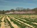 connors_farm_spring_scene_2010.jpg