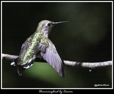 Hummingbird_5148019_carver.jpg