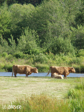 Buffalo on the Hoof
